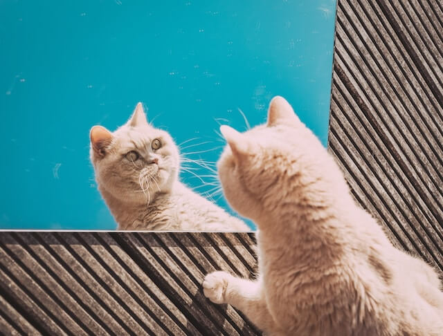 Cat in a mirror